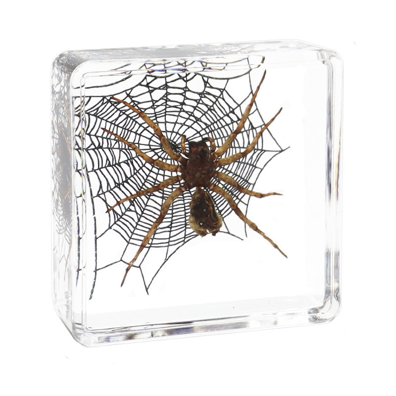 Spiderweb-like pisaura mirabilis-452918cm