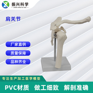 Modèle d'articulation de l'épaule personnalisé ; appareil de formation médicale sur le corps humain ; équipement pédagogique médical - Product Image 5