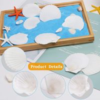 30 coquilles Saint-Jacques naturelles blanches écologiques pour loisirs créatifs, peinture, thème océan, fête, mariage