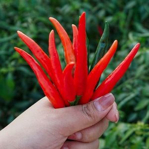 Pimienta Chaotian - Product Image 2