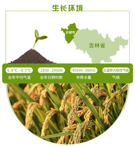 Heilongjiang Wuchang Doğal Beyaz Yapışkan Pirinç Yuvarlak Taneli Kurutulmuş 25kg PP Torba İhracat Kalitesi - Product Image 3