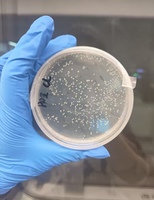 Poudre de Bacillus Subtilis, Stimulant de Croissance des Plantes, 100 Milliards d'UFC/g, Favorise la Vitalité des Racines, Efficacité des Engrais, Agricole