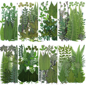 Fleurs séchées pressées pour la résine, <span class=keywords><strong>feuilles</strong></span> <span class=keywords><strong>de</strong></span> fleurs naturelles, <span class=keywords><strong>feuilles</strong></span> florales séchées en vrac pour l'artisanat DIY - Product Image 2