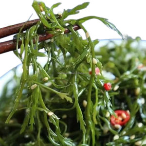 Nouveau saisonnier de haute qualité naturel biologique frais congelé algues salées algues vertes Gulfweed Sargassum 5KG gros paquet OEM - Product Image 5