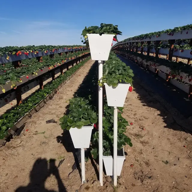 Agriculture en plastique de serre avec le système hydroponique de PVC de fraise