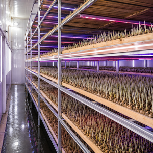 Stable Ventilation Natural Airflow Insulated <b>Light</b> Blocking Container, Bolt-Assembled Growing Racks for Commercial Saffron Farm - Product Image 5
