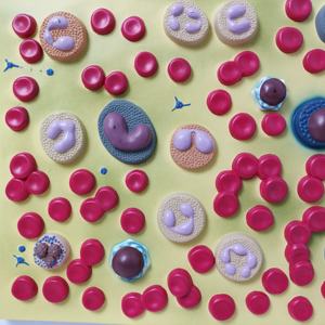 École de médecine enseignement des plaquettes sanguines humaines anatomiques en PVC système circulatoire affichage de la recherche modèle de cellule sanguine humaine agrandie - Product Image 4