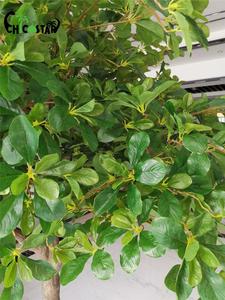 Nhà Máy Trực Tiếp Hot Bán 2.2M Cao Màu Xanh Lá Cây Sợi Thủy Tinh Nhân Tạo Cây Cho Trang Trí Cho Thiết Kế Nội Thất - Product Image 5