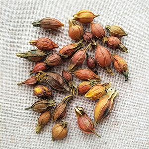 Zhi Zi saveur thé chinois naturel séché gardénia fruits jaune Cape thé au <span class=keywords><strong>jasmin</strong></span> - Product Image 4