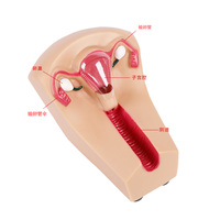 Simulateur de formation de l'iud d'enseignement médical avancé modèle d'anatomie humaine