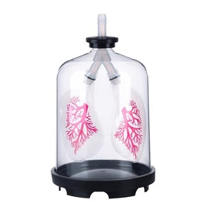 Simulatore di Respirazione Polmonare Modello S-56894, Attrezzatura per lo Scambio Gasogeno Polmonare per Scuole Medie - Product Image 5