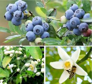 Usine vend des fruits de haute qualité aromatisant une forte essence de saveur de <span class=keywords><strong>poudre</strong></span> de myrtille pour la crème glacée <span class=keywords><strong>au</strong></span> <span class=keywords><strong>yaourt</strong></span> - Product Image 2