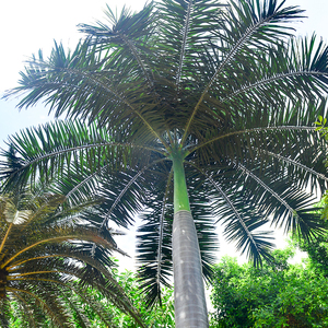 Lớn sợi thủy tinh nhân tạo dừa cọ và Hoàng Gia cây cọ UV kháng bền ngoài trời kiến trúc cảnh quan Faux cây - Product Image 3