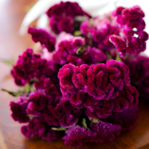 Bouquet de <span class=keywords><strong>fleurs</strong></span> séchées, 1 pièce, rose foncé, cellophane, cafard, <span class=keywords><strong>fleurs</strong></span> pour la <span class=keywords><strong>fête</strong></span> <span class=keywords><strong>des</strong></span> <span class=keywords><strong>mères</strong></span> - Product Image 2