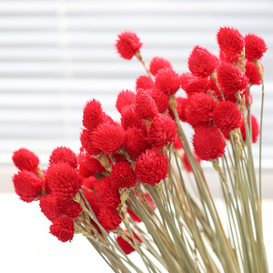 Fleurs séchées Amarante rouge à cinq pétales pour la décoration de vases du Nouvel An chinois, vente en gros - Product Image 3