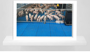 กรงเลี้ยงหมูกรงเลี้ยงหมูปรับขนาดได้อุปกรณ์เลี้ยงหมูสำหรับสถานรับเลี้ยงเด็ก - Product Image 4