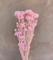 Haute qualité Real Touch Mini fleur de riz séché préservé Bouquet de fleurs tige naturelle maison éternelle saint valentin pâques