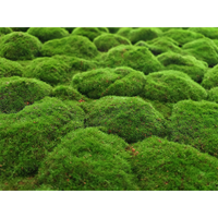 Tapis de mousse verte stabilisée pour jardin miniature, fleurs espagnoles et boules de fleurs, véritable tapis de mousse verte stabilisée