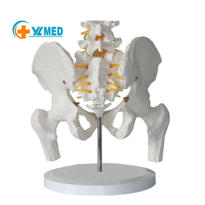 Modelo de Pelvis Femenina de Tamaño Real con 2 Vértebras Lombares, Demostración de la Estructura Pélvica y Enseñanza <span class=keywords><strong>del</strong></span> <span class=keywords><strong>Sistema</strong></span> Esquelético <span class=keywords><strong>Humano</strong></span> - Product Image 1