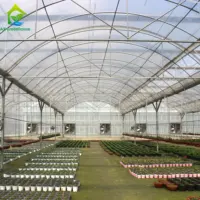 Greenhouse Tomato High Quality Customized Multi-span Plastic Film Tunnel Greenhouse For Tomato Growing