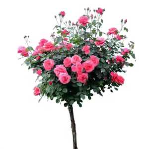 PFT Arbre à <span class=keywords><strong>roses</strong></span> arborescent à grandes fleurs, type souche ancienne, souche haute, souche de rose, pour greffage de <span class=keywords><strong>roses</strong></span> - Product Image 1