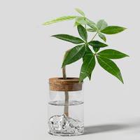 Conteneur de plante hydroponique ARM LVG, décoration, accent, terrarium, mini vase de table, pot transparent en verre naturel avec couvercle en liège