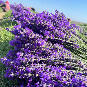 Sac de 1000g de fleurs de lavande séchées naturelles, idéal pour les sachets religieux, les garnitures de coussins ou les décorations de bouteilles en verre. - Product Image 4