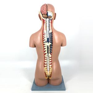 Modèles de torse humain et d'organes sur mesure pour l'enseignement, l'art médical et l'utilisation anatomique et médicale haut de gamme, avec éléments détachables - Product Image 3