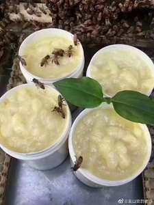 Cadre de collecte de gelée royale en plastique durable pour ruche d'<span class=keywords><strong>abeilles</strong></span>, vente en gros - Product Image 5