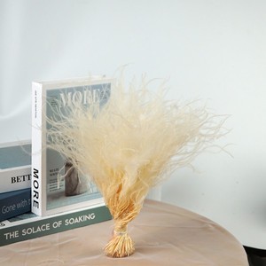 Herbe à plumes, fleur séchée, longue tige, fleur séchée en forme d'aiguille, décoration d'intérieur colorée, accessoires de photographie, vente en gros - Product Image 6