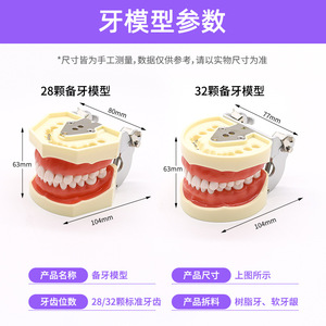 Modèle anatomique d'éducation bucco-dentaire, modèle de gencive souple détachable pour la pratique de la préparation dentaire, modèle dentaire - Product Image 3