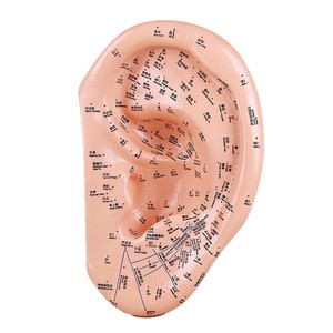 Modelo de Puntos de Acupuntura del Oído de 40 cm, Grabado en Alta Definición, para Enseñanza de Masaje, Zonas de Reflejo del Oído Humano - Product Image 3