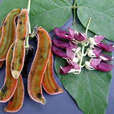 高品質バルクムクナ・プルリエンス抽出物粉末 ムクナ・プルリエンス抽出物価格 - Product Image 6