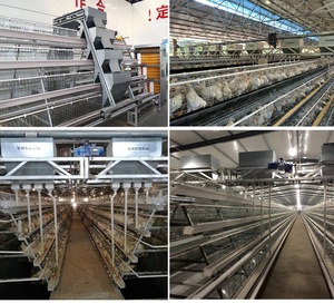Jinmuren Hot Bán lớp trứng gà Lồng/gia cầm Thiết bị nông nghiệp - Product Image 3