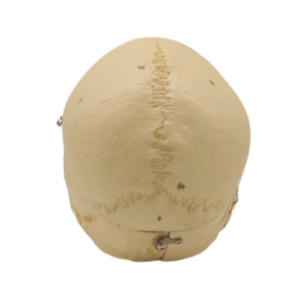 Modelos de laboratorio para enseñanza, 3 piezas, Cráneo <span class=keywords><strong>humano</strong></span> musculoso, <span class=keywords><strong>esqueleto</strong></span>, modelos para estudiantes - Product Image 3
