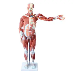 80cm 27 Partes anatomía médica esqueleto anatómico Muscular humanos modelo