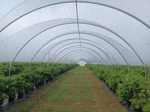 Invernadero agrícola <span class=keywords><strong>de</strong></span> <span class=keywords><strong>fresa</strong></span> comercial BlackBerry Blueberry Caterpillar polytunnel invernadero marco <span class=keywords><strong>de</strong></span> metal para frambuesas - Product Image 2