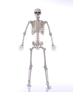 Squelette d'Halloween 165 cm en plastique, squelette humain articulé, décoration effrayante, forme humaine, taille proportionnelle - Product Image 5