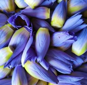Poudre de fleur de <span class=keywords><strong>Lotus</strong></span> <span class=keywords><strong>bleu</strong></span> thé de fleur de <span class=keywords><strong>Lotus</strong></span> <span class=keywords><strong>bleu</strong></span> naturel poudre d'extrait instantané marque privée OEM - Product Image 3