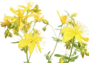 Murni alami St John s wort ekstrak Hypericins <span class=keywords><strong>0.3%</strong></span> UV bubuk curah - Product Image 5