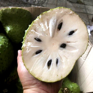High Quality Frozen Soursop Vietnam IQF Process HACCP Certified Whole 20-25cm 1.5-2kg B2B Export Product Mina +84325608680 - Product Image 1
