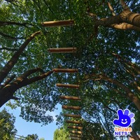 Parc forestier commercial personnalisable avec parcours de cordes, pont suspendu en nylon, tyrolienne, escalade multi-niveaux, parcours d'obstacles et tunnel de grimpette