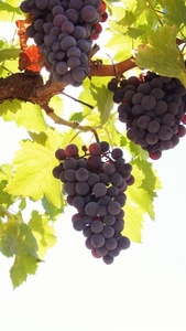 Raisins frais <span class=keywords><strong>de</strong></span> haute qualité Red Globe Crimson Grapes - Product Image 6