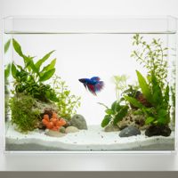 Boîte de présentation en acrylique transparente, mini terrarium de bureau, vitrine d'élevage pour reptiles et poissons, décoration de table