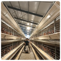 Vente en gros de cages à oiseaux automatiques à étages, modèle MT, nouveau modèle, garantie 1 an, acier galvanisé à chaud, usine du Shandong