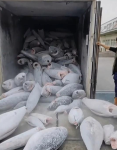 Грузовики-рефрижератор 4,2 м коробка-15 ℃ -20 ℃ температура для хранения свежих продуктов замороженной рыбы - Product Image 6