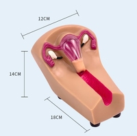 Professionnel Médical Dispositif Intra-utérin Placement Simulateur Gynécologique DIU Formation Modèle