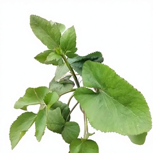 Extracto de Pimpinella <span class=keywords><strong>Anisum</strong></span> en Polvo de Alta Calidad 10:1, Extracto de Pimpinella <span class=keywords><strong>Anisum</strong></span> en Polvo Soluble en Agua, Grado Alimenticio - Product Image 3