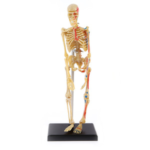 Modèle d'anatomie médicale 3D pour enfants, squelette humain assemblable et amovible, ensemble complet d'organes squelettiques du corps - Product Image 5