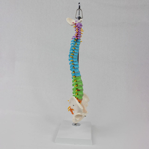 SCIEDU Ressources pédagogiques Équipement éducatif Anatomie Type de suspension humaine Colonne vertébrale colorée avec modèle d'os du bassin